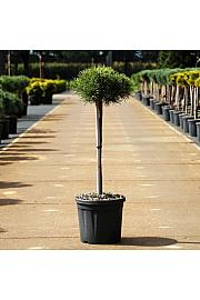 Pinus mugo Klostergrün C11 Lit. Na steblu 50 cm Krošnja 20 cm