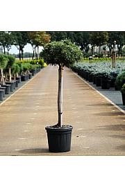 Pinus mugo Benjamin C11 Lit. Na steblu 50 cm Krošnja 20 cm