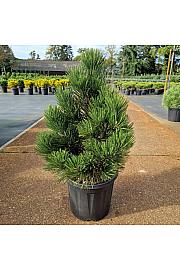 Pinus leucodermis Malinki C15 Lit. 40-50 cm