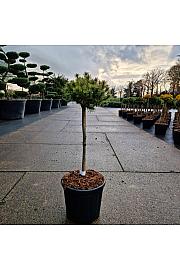 Pinus mugo Mops C11 Lit. Na steblu 50 cm Krošnja 20 cm