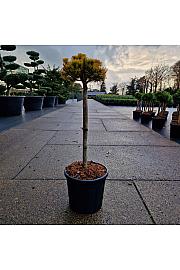 Pinus mugo Carstens Wintergold C11 Lit. Na steblu 50 cm Krošnja 15-20 cm