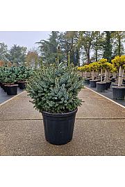 Picea omorika Nana C18 Lit. 40-50 cm