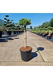 Pinus mugo Klostergrün C15 Lit. Na steblu 50 cm Krošnja 25 cm