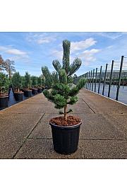 Pinus nigra Oregon Green C15 Lit. 50-60 cm