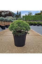 Pinus mugo Mops C20 Lit. 40/+ cm