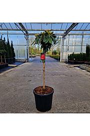 Rhododendron (Y) Fantastica C18 Lit. Na steblu 60 cm