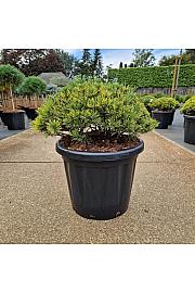 Pinus mugo Ophir C25 Lit. 40-45 cm