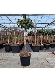 Rhododendron (Y) Kalinka C25 Lit. Na steblu 80 cm