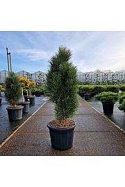 Pinus nigra Green Tower C35 Lit. 90-100 cm