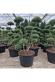 Ilex crenata Mutchagara C180 Lit. 150-160 cm Bonsai