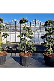 Pinus parviflora Saphir C130 cm 140-140 cm Bonsai