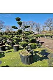 Juniperus media Mint Julep C180 Lit. 160-170 cm Bonsai