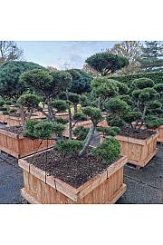 Pinus mugo Gnom v lesenem koritu 100x100 cm 140-150 cm Bonsai new