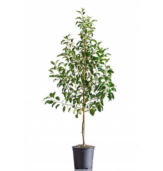 Malus domestica Prinz Albrecht von Preußen C10 Lit. 125-150 cm