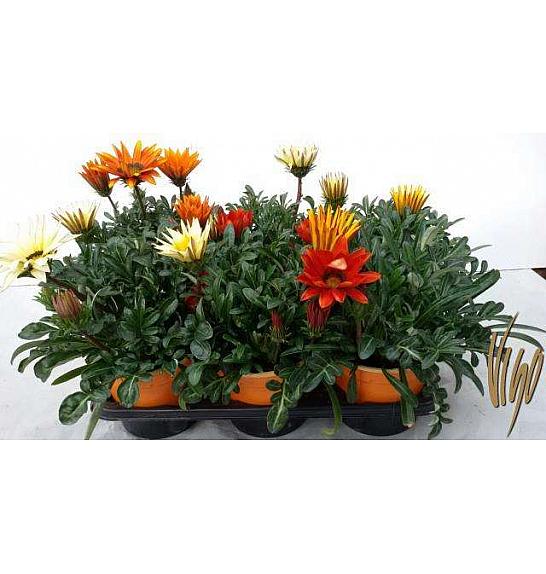 Gazania mix Ø14
