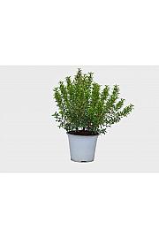 Myrtle microphylla Ø14