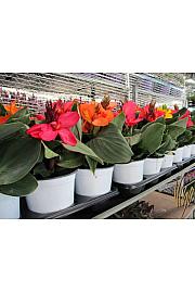 Canna indica Ø14