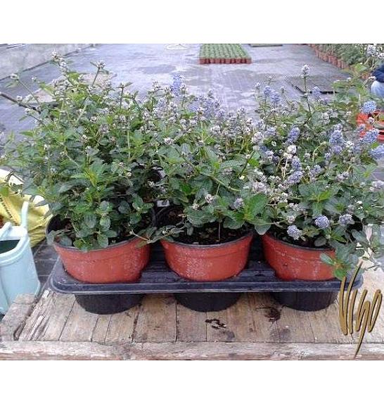 Ceanothus Ø14