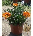 Gazania mix Ø18