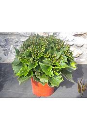 Cineraria Ø18