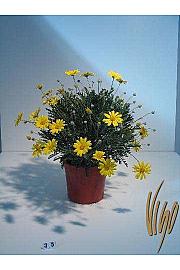 Euryops Ø18