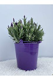 Lavandula stoechas Ø18 kovinsko vedro