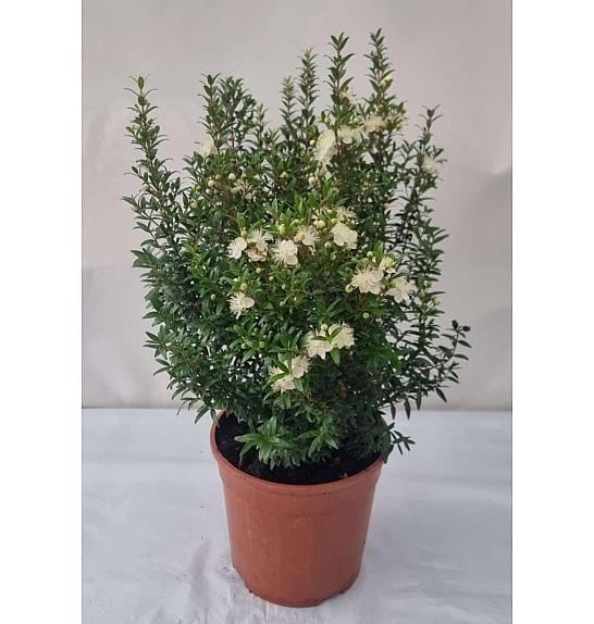 Myrtle microphylla Ø18
