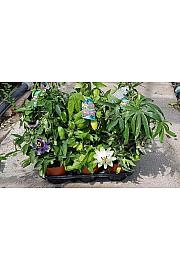 Passiflora incarnata Ø14 piramida