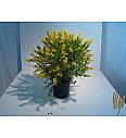 Cytisus hybrid Ø18