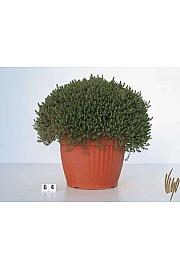 Thymus faustini Ø30