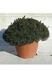 Thymus citriodorus Ø30