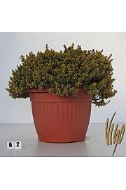 Thymus citriodorus aureus Ø30