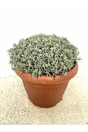 Helichrysum italicum Ø30