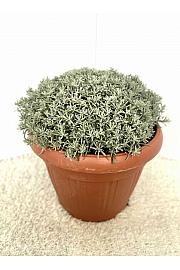 Helichrysum italicum Ø30