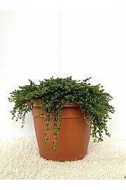 Satureja montana Ø30