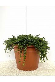 Satureja montana Ø30