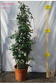 Rosa hybrid Mix C10 Lit. 120 cm piramida