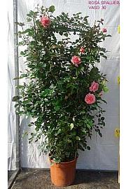 Rosa hybrid Mix C10 Lit. 120 cm špalir