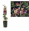 Lonicera caprifolium C1,5 Lit. 30-40 cm