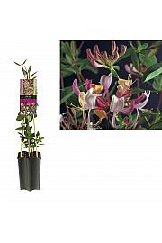 Lonicera caprifolium C1,5 Lit. 30-40 cm
