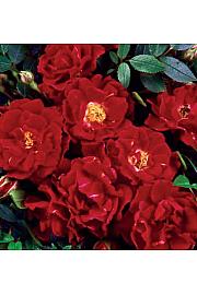 Rosa Ruby Queen C1,5 Lit. 30-40 cm