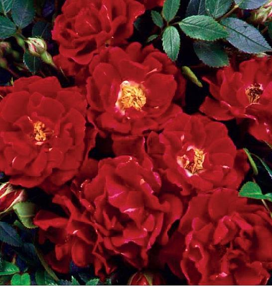 Rosa Ruby Queen C1,5 Lit. 30-40 cm