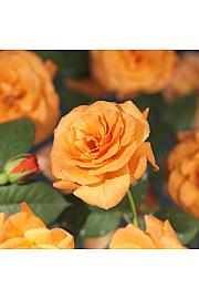 Rosa Orange Climber C1,5 Lit. 30-40 cm
