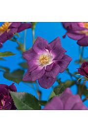 Rosa Veilchenblau C1,5 Lit. 30-40 cm