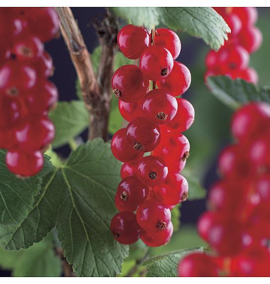 Ribes rubrum Rolan C2,5 Lit. 40-60 cm