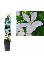 Clematis Fantastic Perfume PBR C2,5 Lit. 40-60 cm
