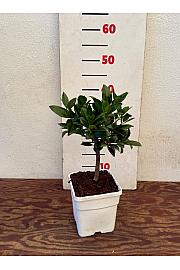 Citrus floridana Limequat Ø14x14 Na steblu 15 cm