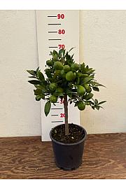 Citrus floridana Limequat Ø20 Na steblu 30 cm