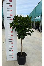 Citrus sinensis Orange Ø24 Na steblu 50 cm