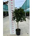 Citrus aurantium Clementina Ø24 Na steblu 50 cm